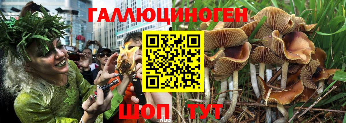 Галлюциногенные грибы GOLDEN TEACHER Малгобек
